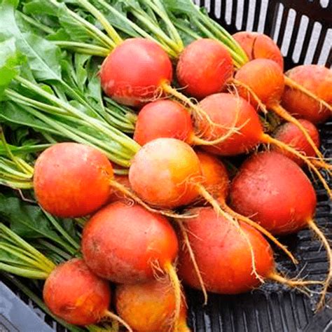 GOLDEN BOY | Beet - Pure Line Seeds