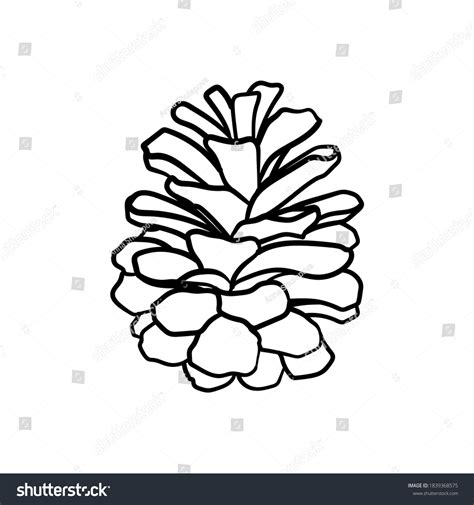 Pine Cone Line Drawings Photos, Images & Pictures | Shutterstock