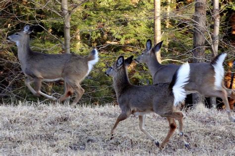 Deer on the Run ! Gorgeous ! | Whitetail deer, Animals, Deer