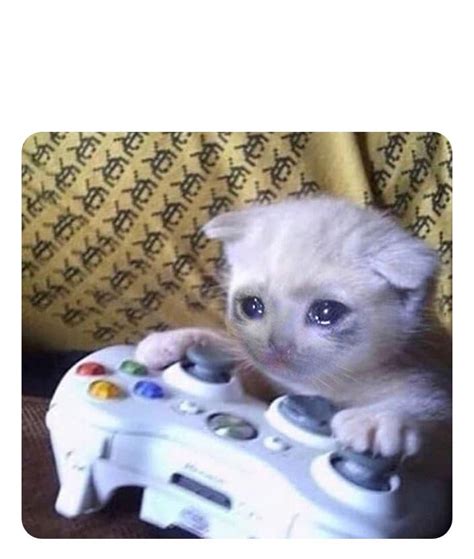 Sad cat playing video games template : r/MemeTemplatesOfficial