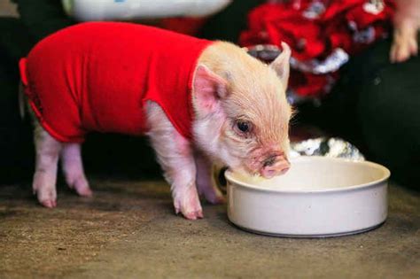 Baby Pig | Baby pigs, Cute piglets, Cute baby animals