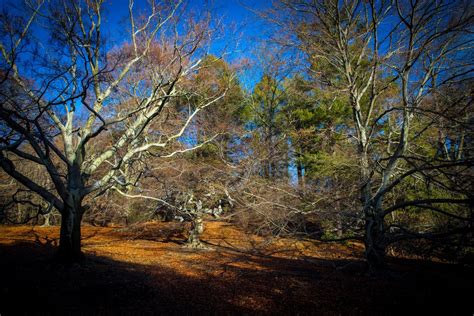 Director explains why the Arnold Arboretum remains open – Harvard Gazette