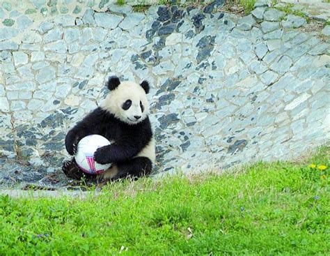 National Zoo native Tai Shan turns 12 - The Washington Post