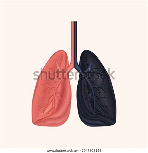 Medical Education Chart Lung Anatomy Stock Vector (Royalty Free) 2047606163 | Shutterstock