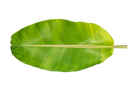 Green banana leaf isolated on white background. 10870394 PNG