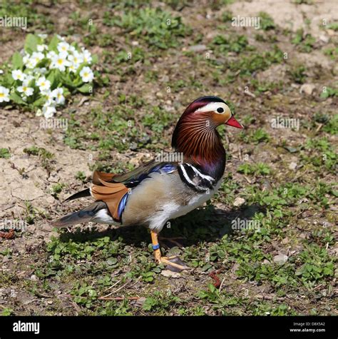 Mandarin duck, male Stock Photo - Alamy