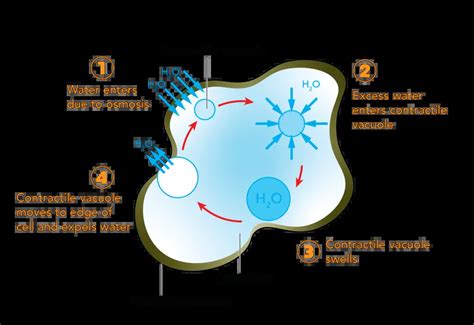 Datos sobre la ameba - Rs' Ciencia | Carlos Ramirez