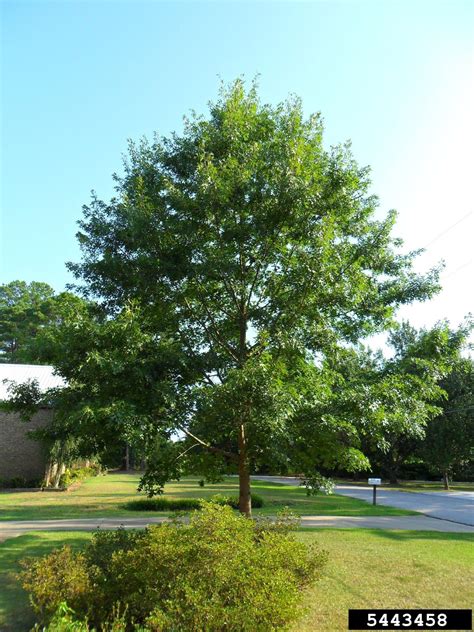 Meet A Tree: Meet the "Pin Oak" - Quercus palustris