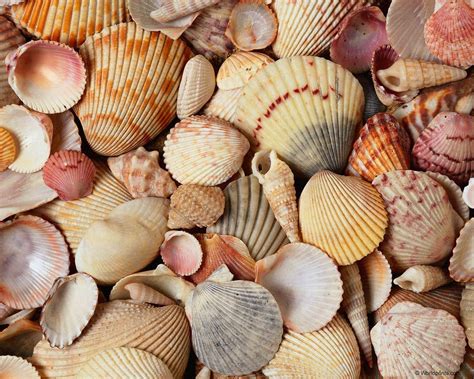 Sea Shells Wallpapers - Wallpaper Cave
