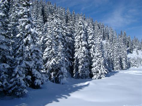 Free Stock photo of Snow covered forest of pine trees | Photoeverywhere