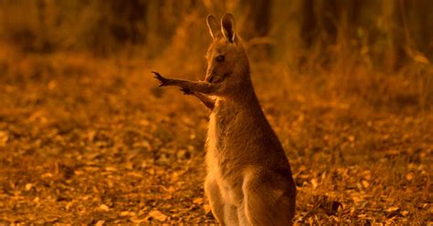 These Animals Are Dying In The Australia Wildfires