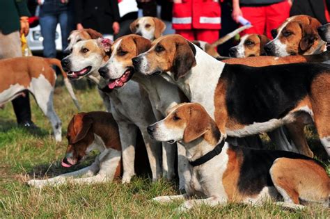 7 Things You Didn't Know About the Harrier – American Kennel Club