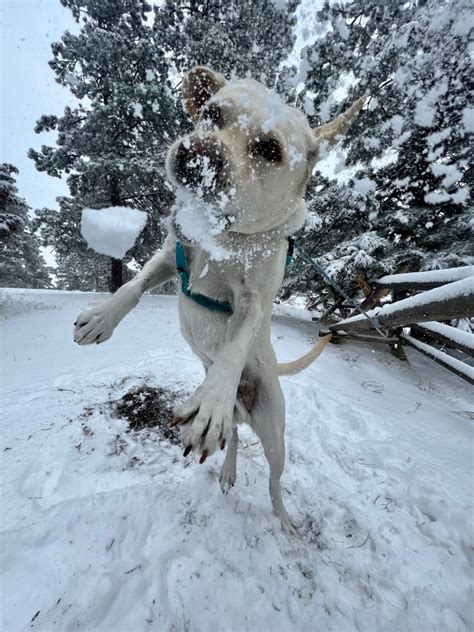 Hiking with Dogs in Denver: 10 Dog-Friendly Hiking Trails - Jessi the ...