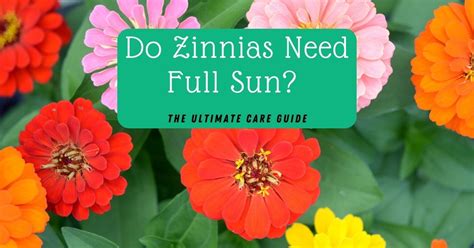 Do Zinnias Need Full Sun? The Ultimate Care Guide - The Gardener Info