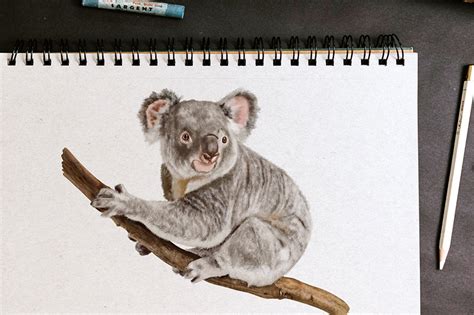 How to Draw a Koala - A Cute Koala Bear Drawing