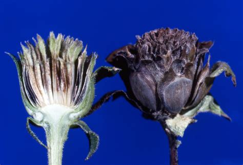 Silphium integrifolium (Asteraceae) image 106598 at PhytoImages.siu.edu