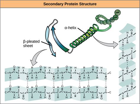 Secondary Structure of Proteins | Biological Macromolecules