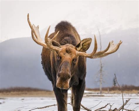 Alaska wildlife, Moose pictures, Alaska moose