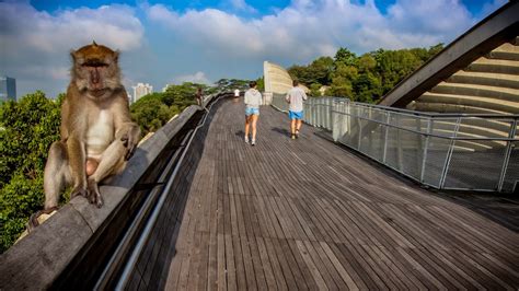 Henderson waves bridge Singapore - Sirb Travel & Tours