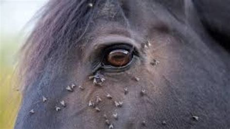 What You Should Know About Vesicular Stomatitis in Horses | EquiMed ...