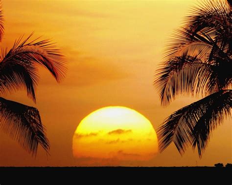 Sunrise Trees Wallpapers - Top Free Sunrise Trees Backgrounds - WallpaperAccess