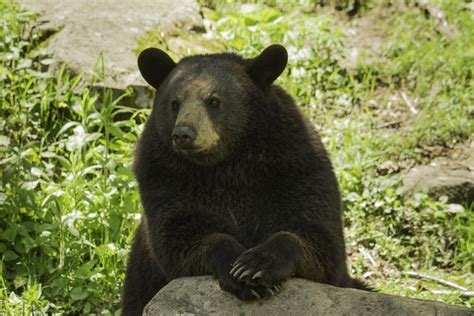 Cades Cove wildlife bear on a rock - cades cove