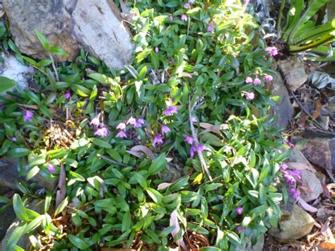 Australian Native Orchids | Gardening With Angus