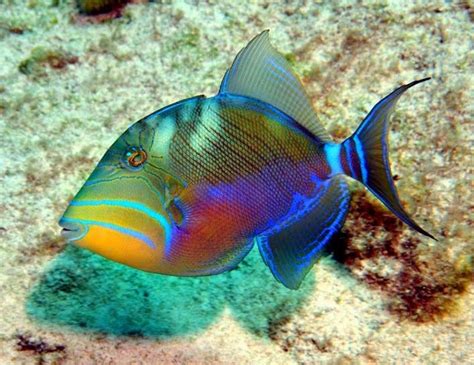 Queen Triggerfish ~ Fishes World | Pretty fish, Beautiful sea creatures, Colorful fish