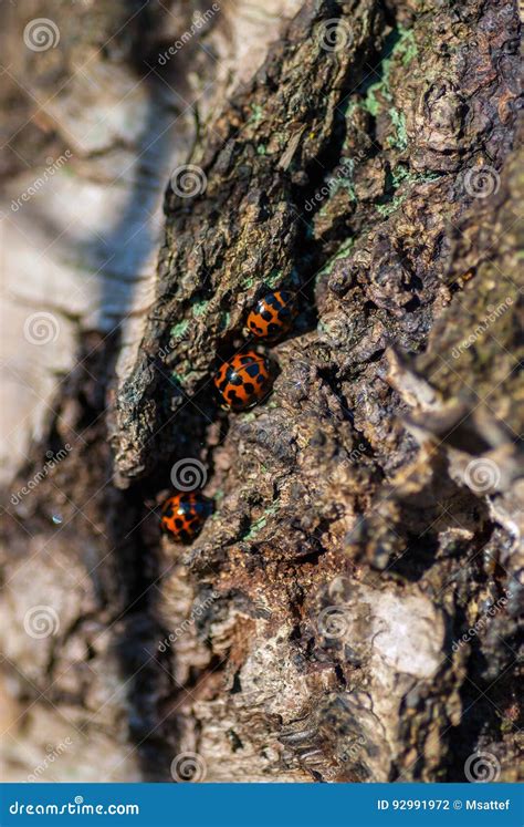 European Seven-spot Ladybird Coccinella Septempunctata Stock Photo - Image of coccinella, thorax ...