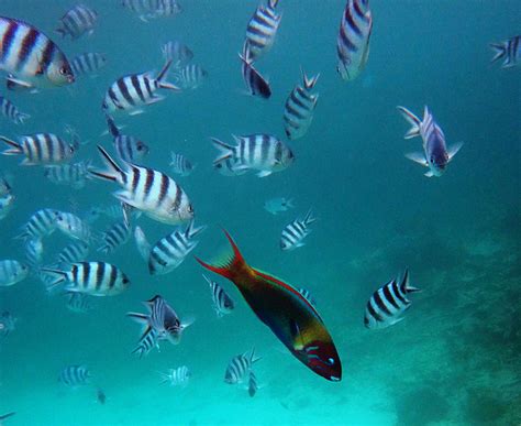 Blue Bay Marine Park, Glass Bottom Boat Ride, Mauritius | Timings ...