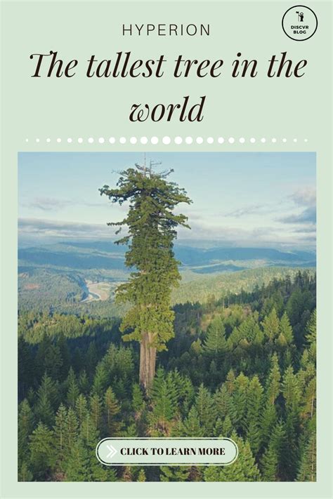 Hyperion: The world’s tallest living tree | Giant sequoia trees ...