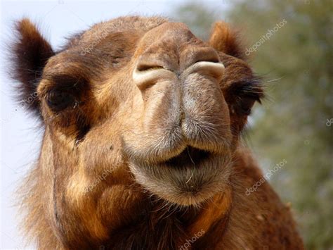 Arabian Camel Face Close-up — Stock Photo © naiyyer #5271573