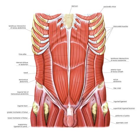 Muscles Of Trunk And Abdomen #6 Photograph by Asklepios Medical Atlas ...