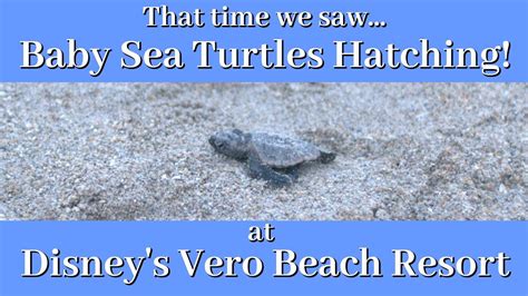 Baby Sea Turtles Hatching at Disney's Vero Beach Resort - YouTube