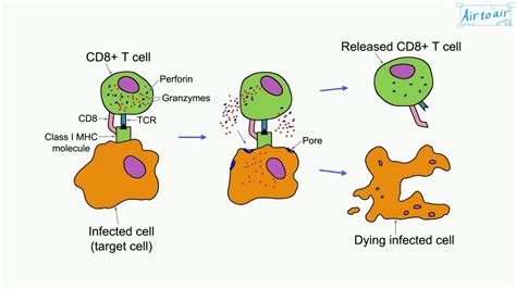 cytotoxicity (English) - Medical terminology for medical students - - YouTube