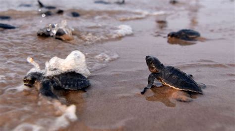 It’s turtle hatching season at Anjarle Beach | Condé Nast Traveller ...