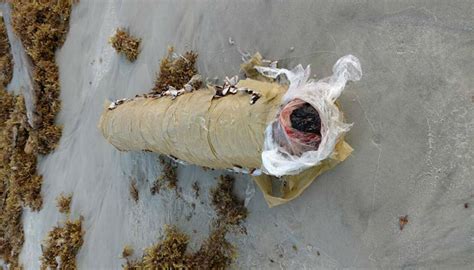 Giant 'cannabis blunt' washes up in Florida | Newshub