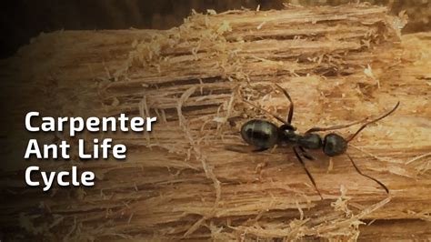 Carpenter Ants – pestinformer.com