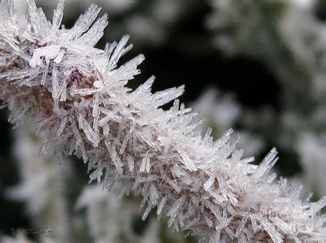 Ice Crystal Formation Along A Twig Photograph by J McCombie