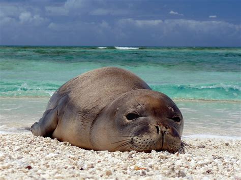 5 Animals You May See at the Beach, Thanks to Endangered Species Act | by Miyoko Sakashita ...