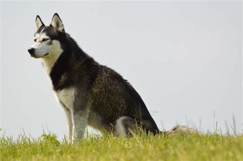 photography of white and black Siberian Husky dog on top of green grass free image | Peakpx