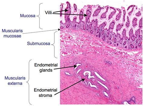 Endometrium Histology Labeled