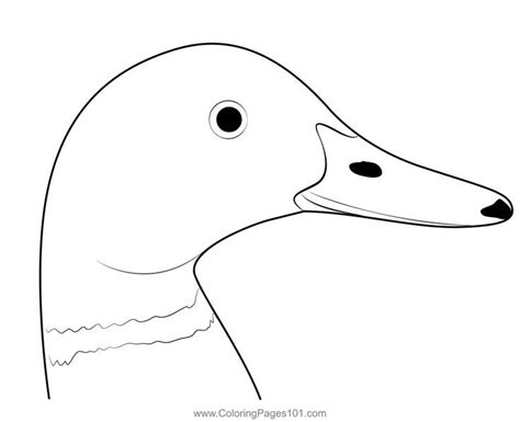 Mallard Duck Head Coloring Page | Coloring pages, Mallard duck, Coloring pages for kids