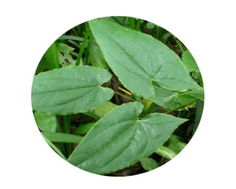 Best Epimedium Sagittatum Extract Icariin 60% Powder Suppliers ...