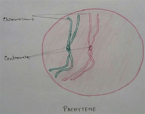 Meiosis I |Telophase I | Metaphases I | Definition of Leptotene