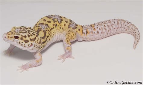 Small Scale Leopard Gecko Breeding 101 - OnlineGeckos.com Gecko Breeder