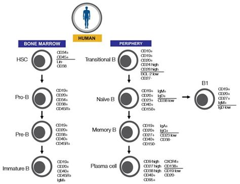 B Cell Overview | Thermo Fisher Scientific - FR