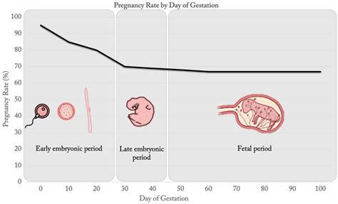 Understanding and Minimizing Pregnancy Loss in Cattle | MU Extension