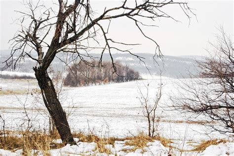 "Winter landscape with an ugly tree." by Valentina Walker | Redbubble