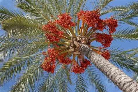 Phoenix dactylifera (Date Palm)